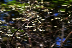 Dendrobium herbaceum